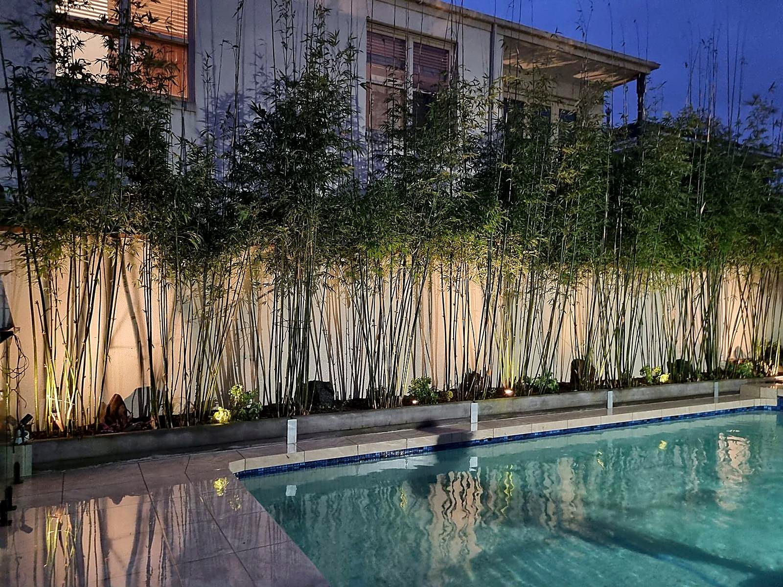 Uplit bamboo screen reflected in a swimming pool at dusk