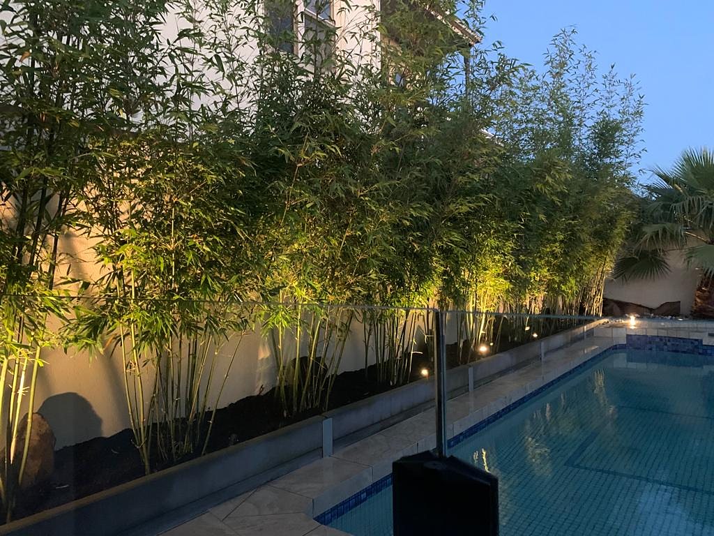 Uplit bamboo planter beside the pool at dusk
