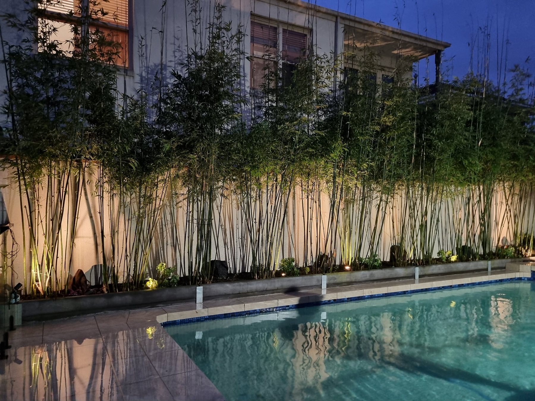 Uplit bamboo screen along the pool at night