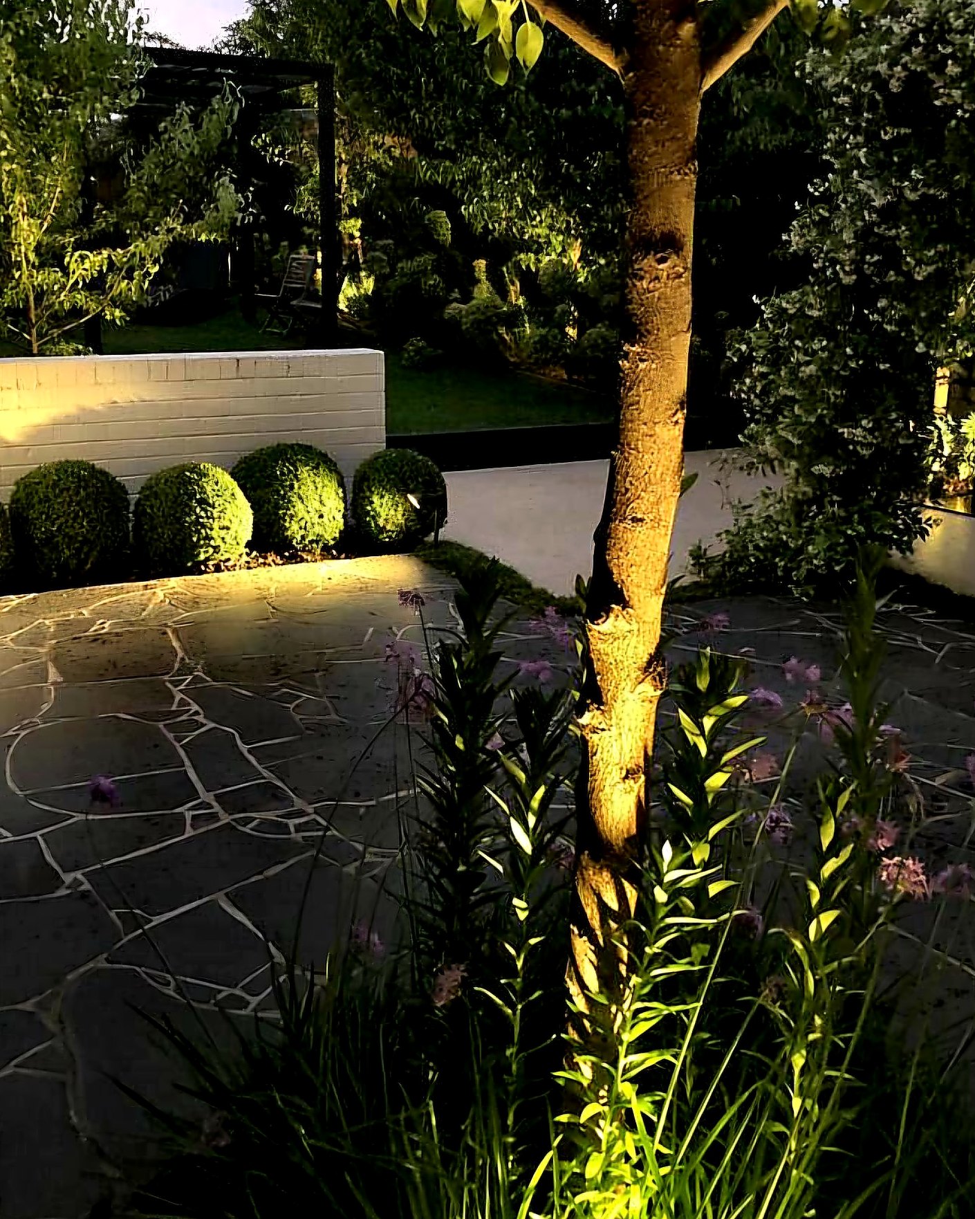 Uplit tree trunk and lit buxus balls beside crazy paving at dusk